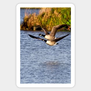 Canada Geese in flight Sticker